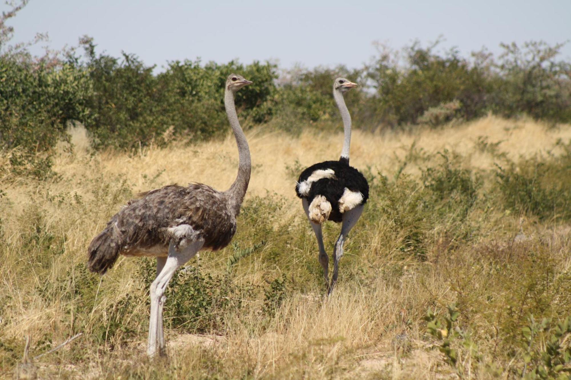 Grassland Safari Lodge Ghanzi Eksteriør billede
